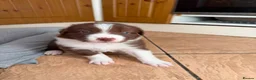 Border Collie dogs for sale: Border collie pups for sale in Barnsley - Advert 13