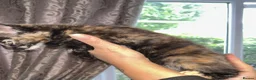 British Shorthair cats for sale: British shorthair in Hounslow - Advert 4
