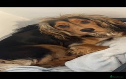 Cocker Spaniel dogs for sale: 3Beautiful show type cocker spaniels 💕♥️ 💙💕 - Image 25