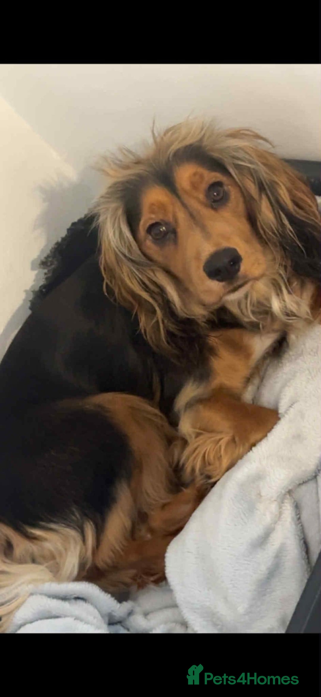 Cocker Spaniel dogs for sale: 3Beautiful show type cocker spaniels 💕♥️ 💙💕 - Image 25