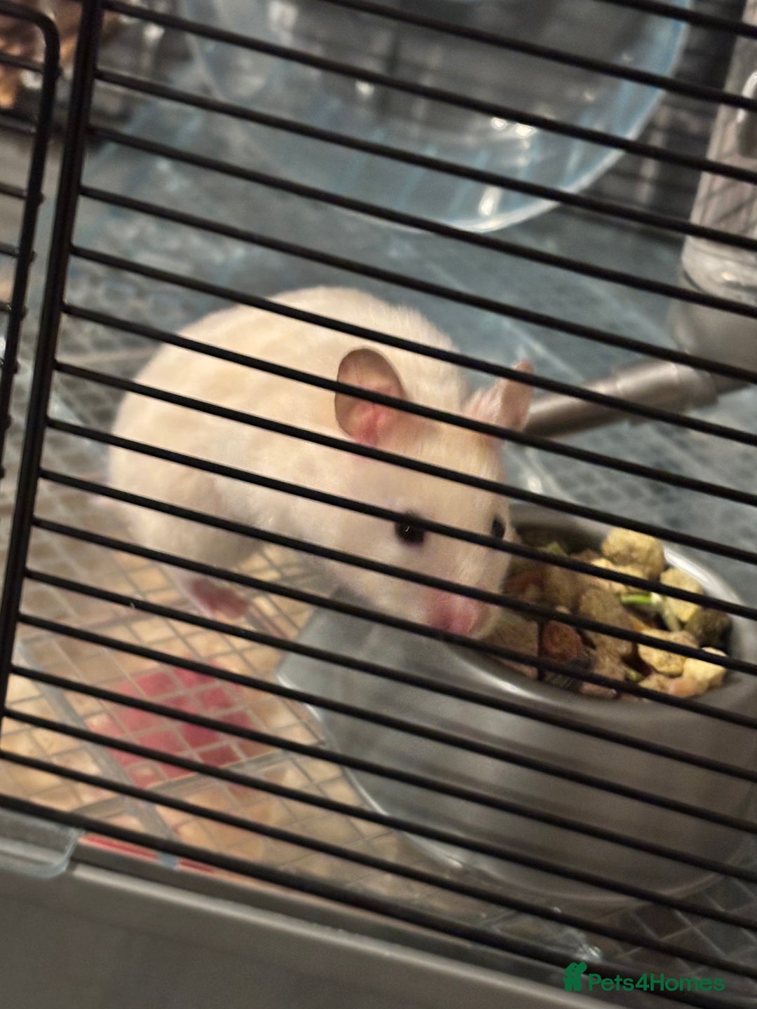 Hamster rodents for sale: Hamster & Full set up - Advert 3