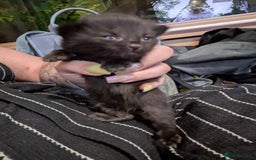 Mixed Breed cats for sale: Adorable kittens for sale - Image 4