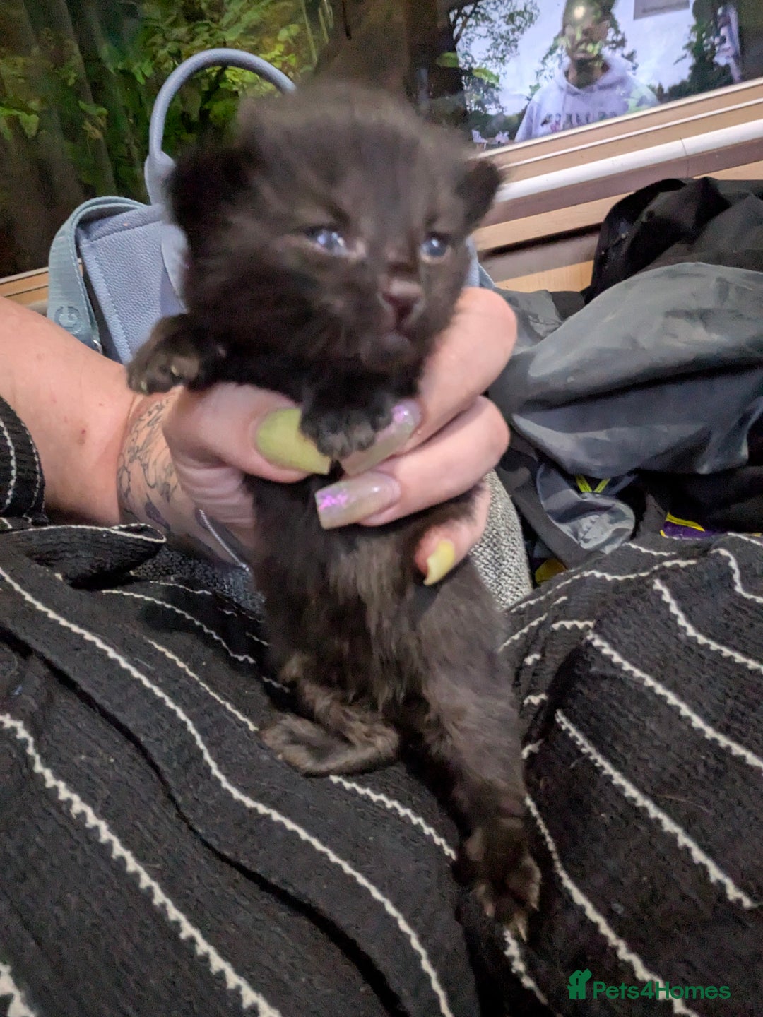 Mixed Breed cats for sale: Adorable kittens for sale - Image 4