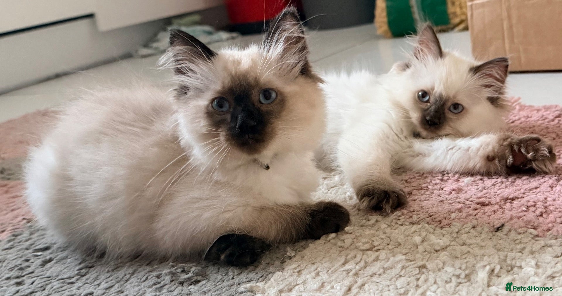Ragdoll cats ❤️ 5 stunning ragdoll kittens ❤️ - Advert 15