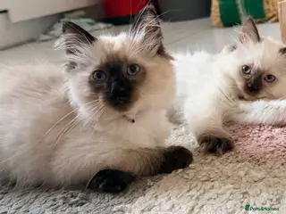 Ragdoll cats ❤️ 5 stunning ragdoll kittens ❤️ - Advert 15