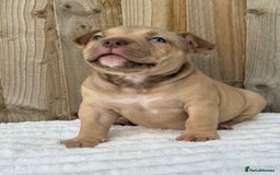 American Bully dogs for sale: Pocket bully puppies *2 females left* - Image 7