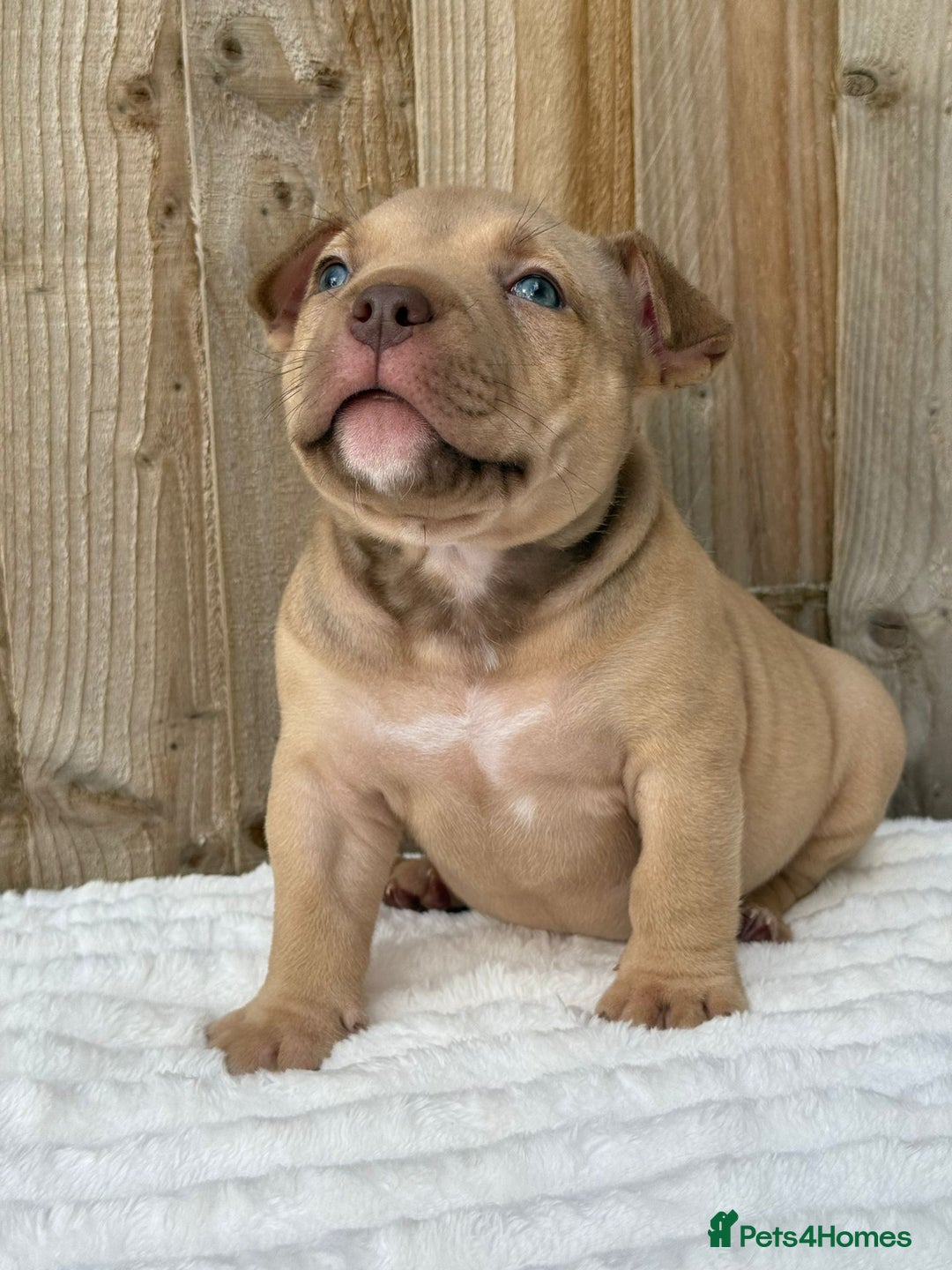 American Bully dogs for sale: Pocket bully puppies *2 females left* - Image 7