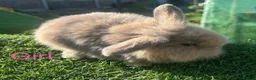 Mini Lion Lop rabbits for sale: Mini Lion Lop Rabbits – Ready This Weekend 🐰 - Advert 4