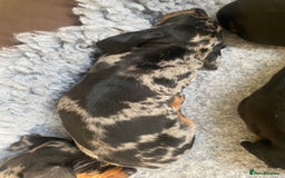 Miniature Dachshund dogs for sale: Miniature Black and Tan Dapple Dachshunds - Image 8