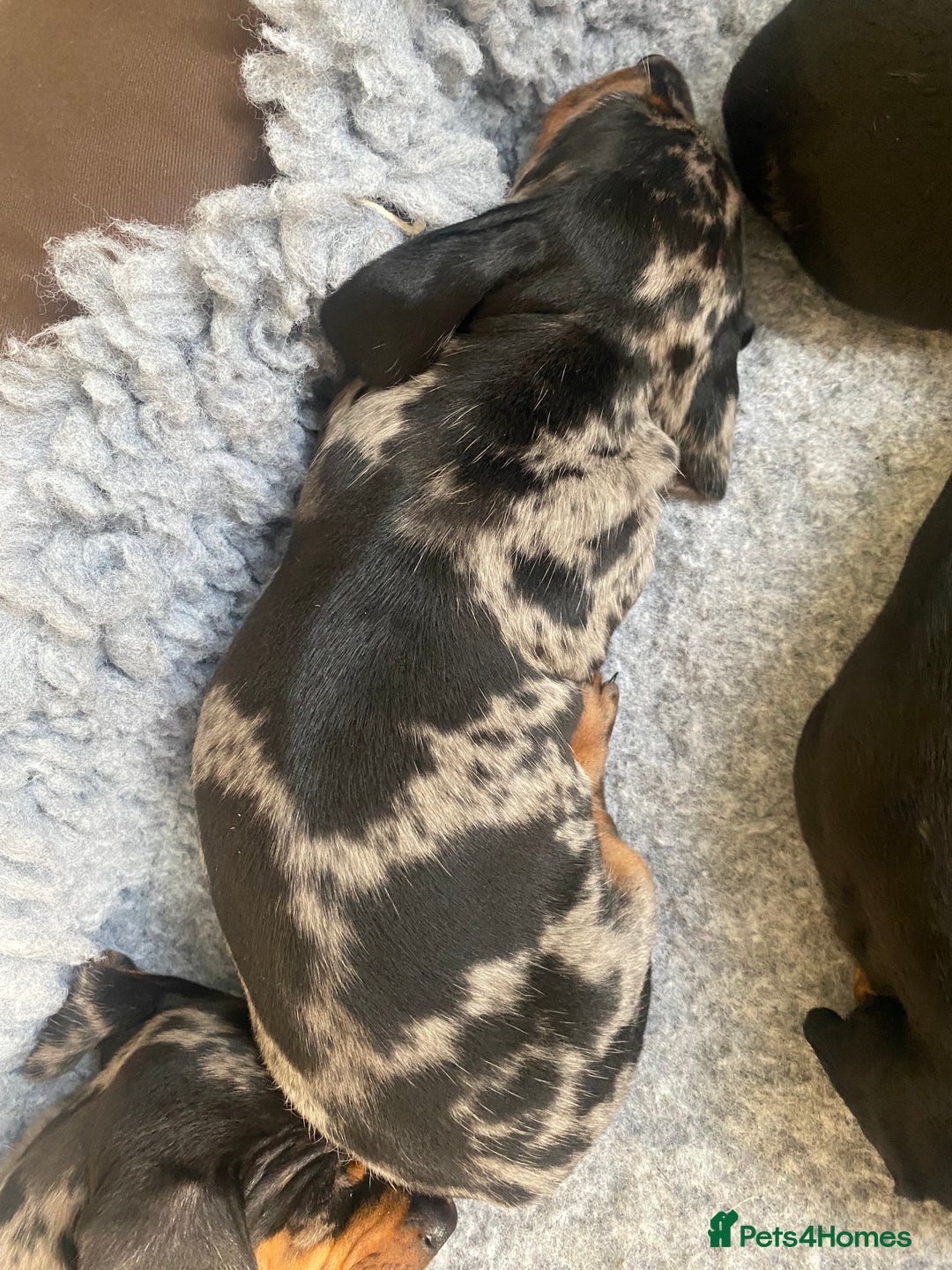 Miniature Dachshund dogs for sale: Miniature Black and Tan Dapple Dachshunds - Image 8