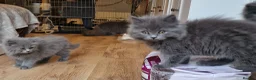 British Longhair cats for sale: Gorgeous British Blue longhair kittens - Advert 25