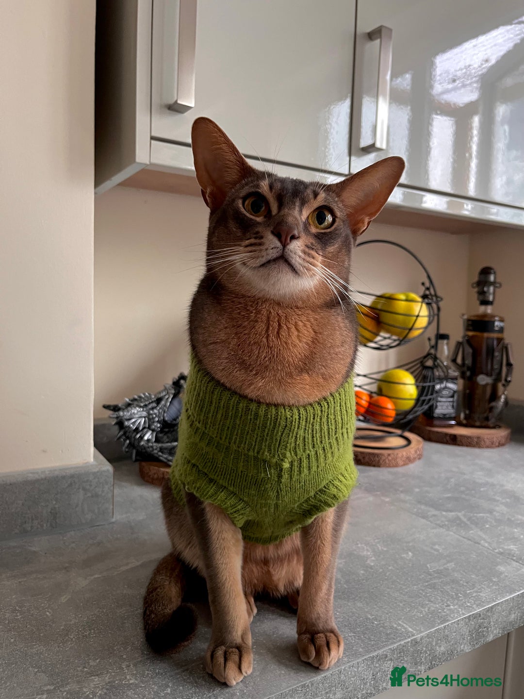 Abyssinian cats for sale: Loving Home Wanted for Our Abyssinian Boy, Yoda - Advert 2