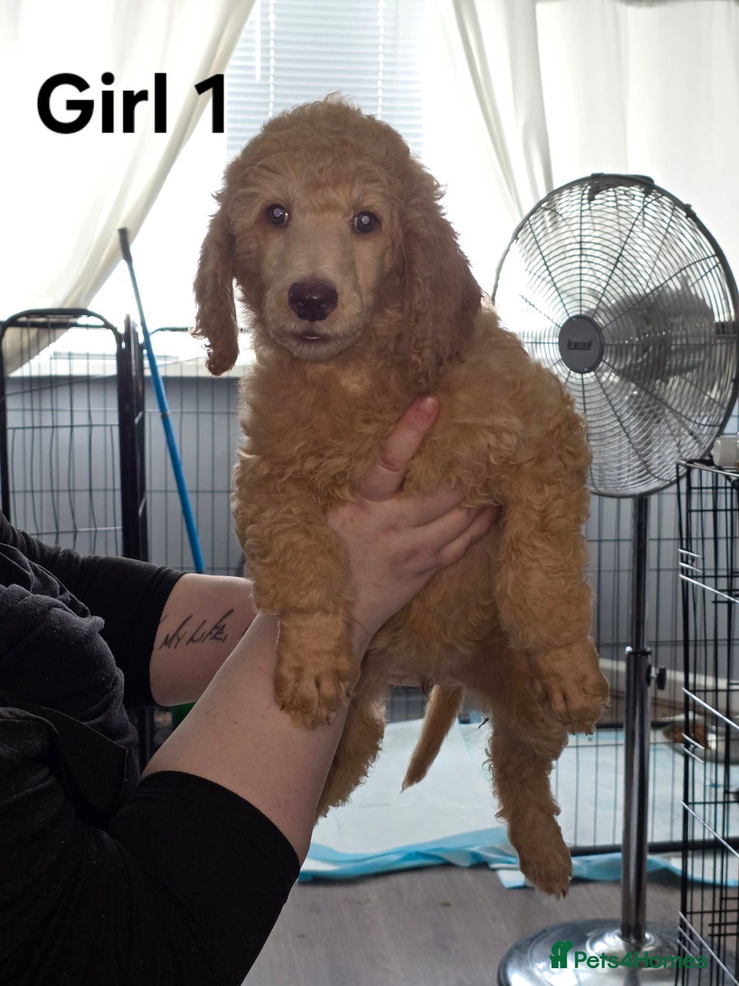 Standard Poodle dogs for sale: Standard Poodle Puppies READY TO LEAVE NOW  - Image 14