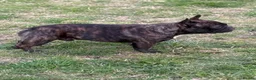 French Bulldog dogs for stud: Standard red brindle stud  - Advert 4