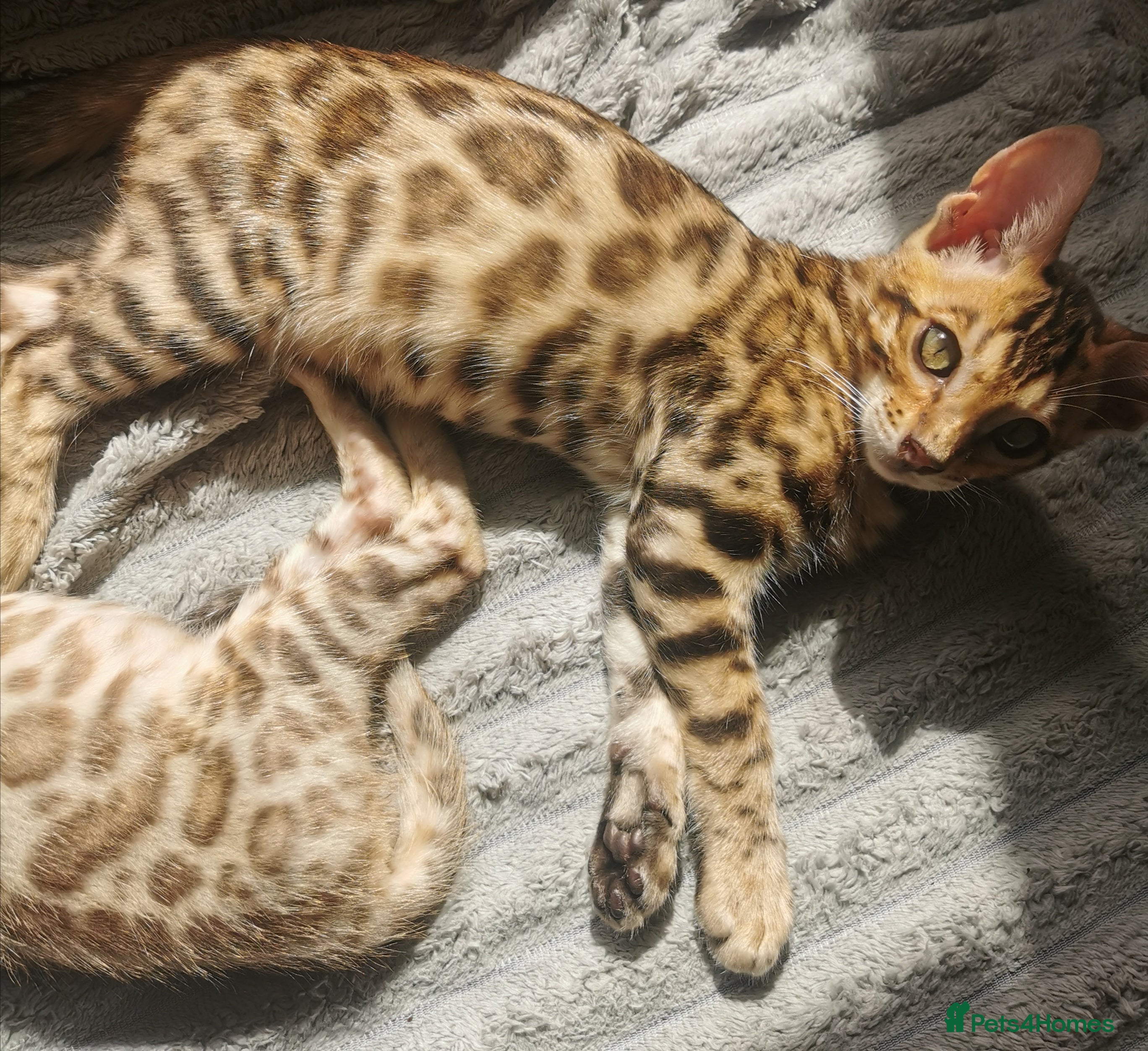 Bengal cats Stunning TICA Registered Bengal Kittens - Advert 1