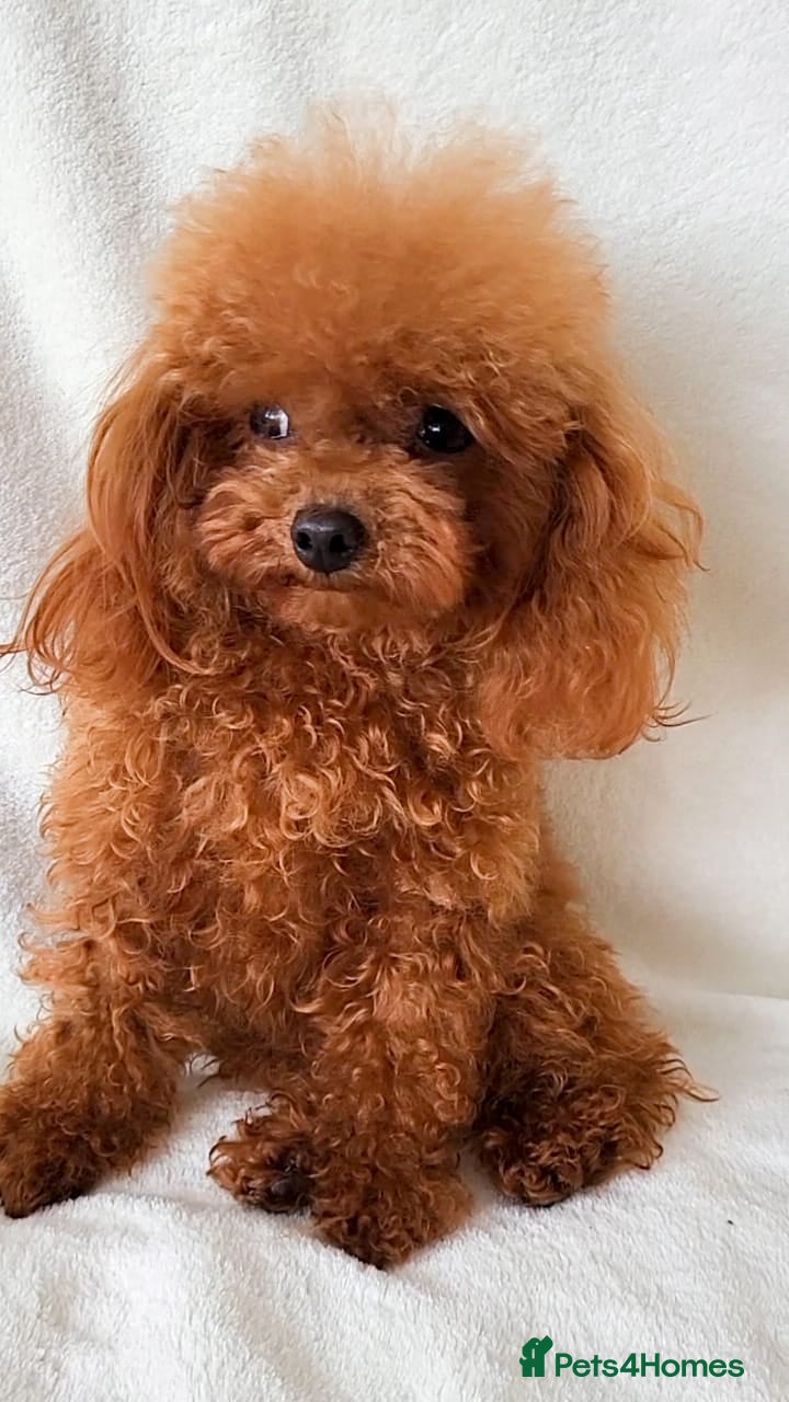 Toy Poodle dogs Exclusive Asian Toy Poodle Boys – 3 Available - Advert 2