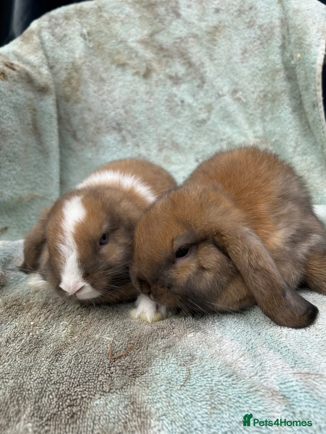 Mini Lop rabbits for sale: Mini lops - Advert 2