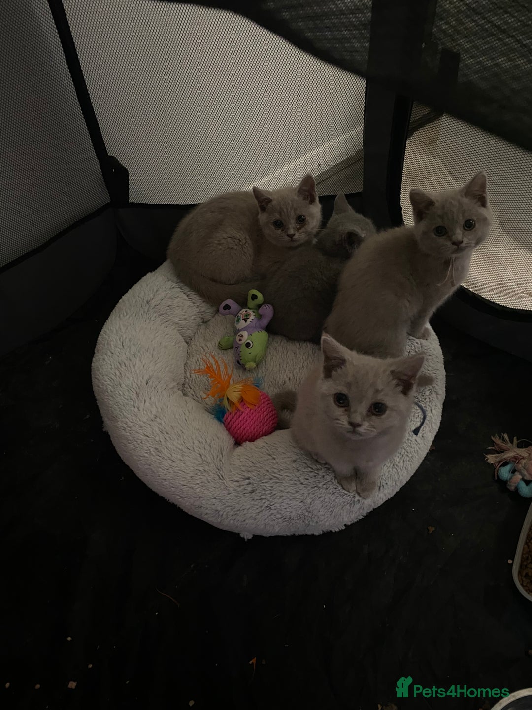 British Shorthair cats for sale: British shorthair kittens  - Image 11