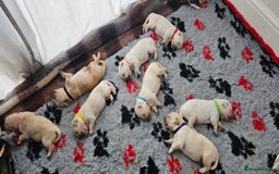 Golden Retriever dogs for sale: Golden Retriever Puppies - you will Fall in love  - Image 7
