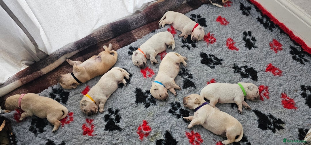 Golden Retriever dogs for sale: Golden Retriever Puppies - you will Fall in love  - Image 7