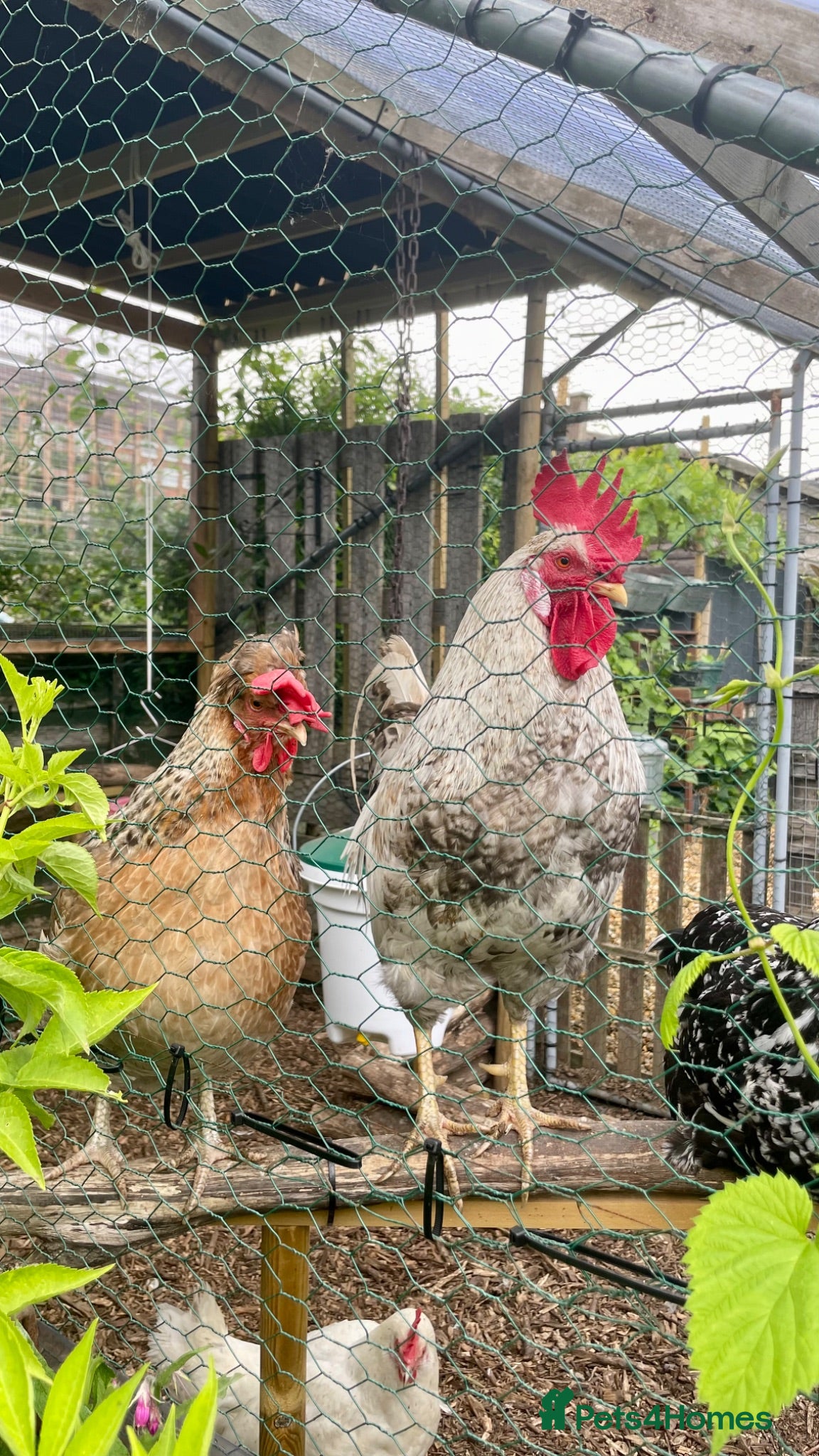 Chickens poultry Pure Cream Legbar & Speckledy Cross Hatching eggs - Advert 12