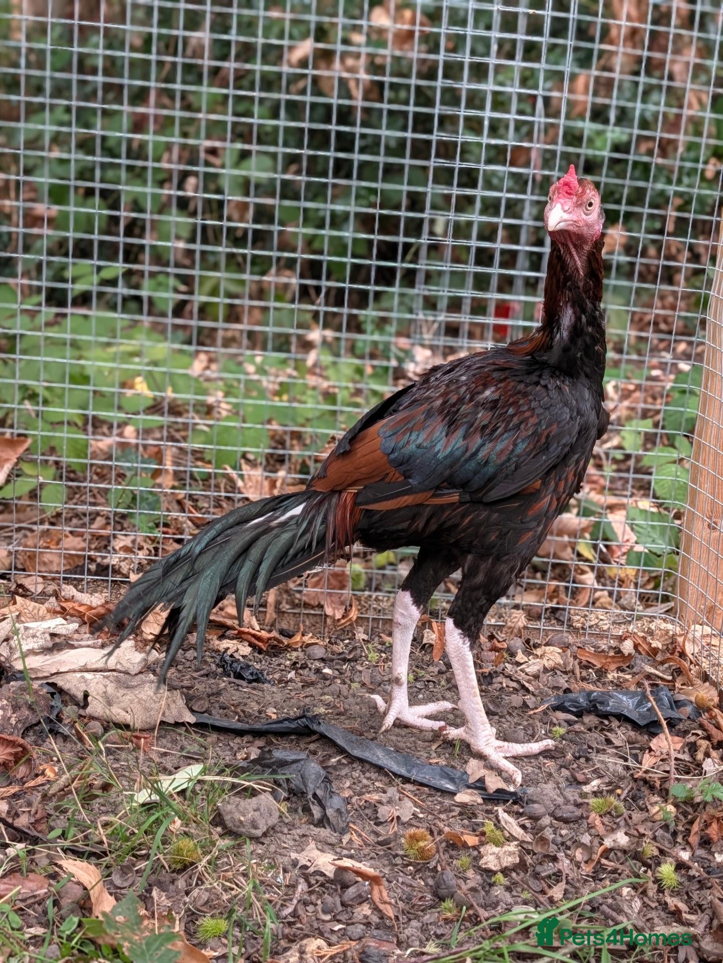 Chickens poultry Aseel for sale - Advert 1