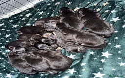 German Shepherd dogs for sale: German shepherd puppies  - Image 6