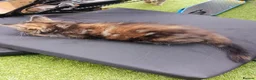 Mixed Breed cats for sale: Kittens for sale - Advert 10