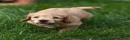 Cocker Spaniel dogs for sale: Cocker spaniel puppies - Advert 7
