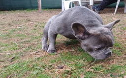 French Bulldog dogs for adoption: Meet BONNIE - a Lovely Girl, for a Loving Home - Image 6
