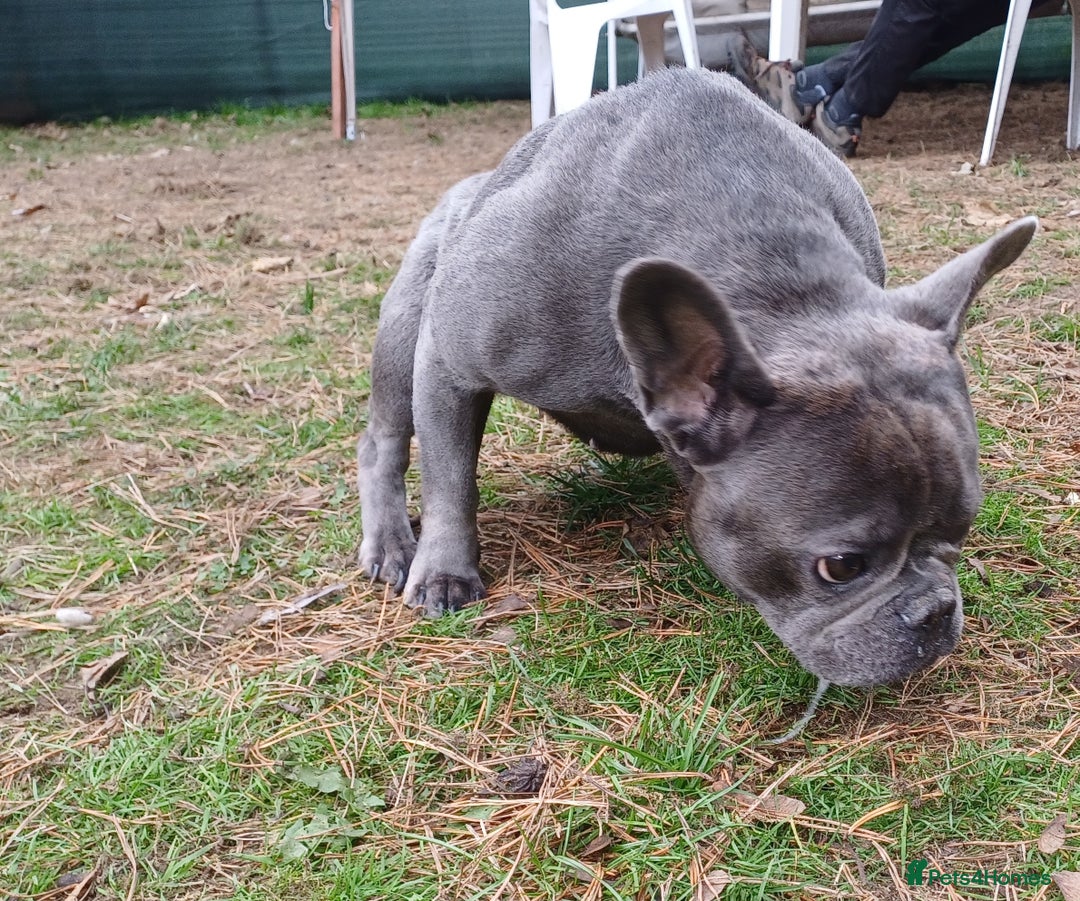 French Bulldog dogs for adoption: Meet BONNIE - a Lovely Girl, for a Loving Home - Image 6