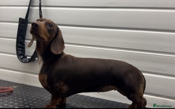 Miniature Dachshund dogs for sale: Miniature Dachshund KC reg Black and Tan male  - Image 6