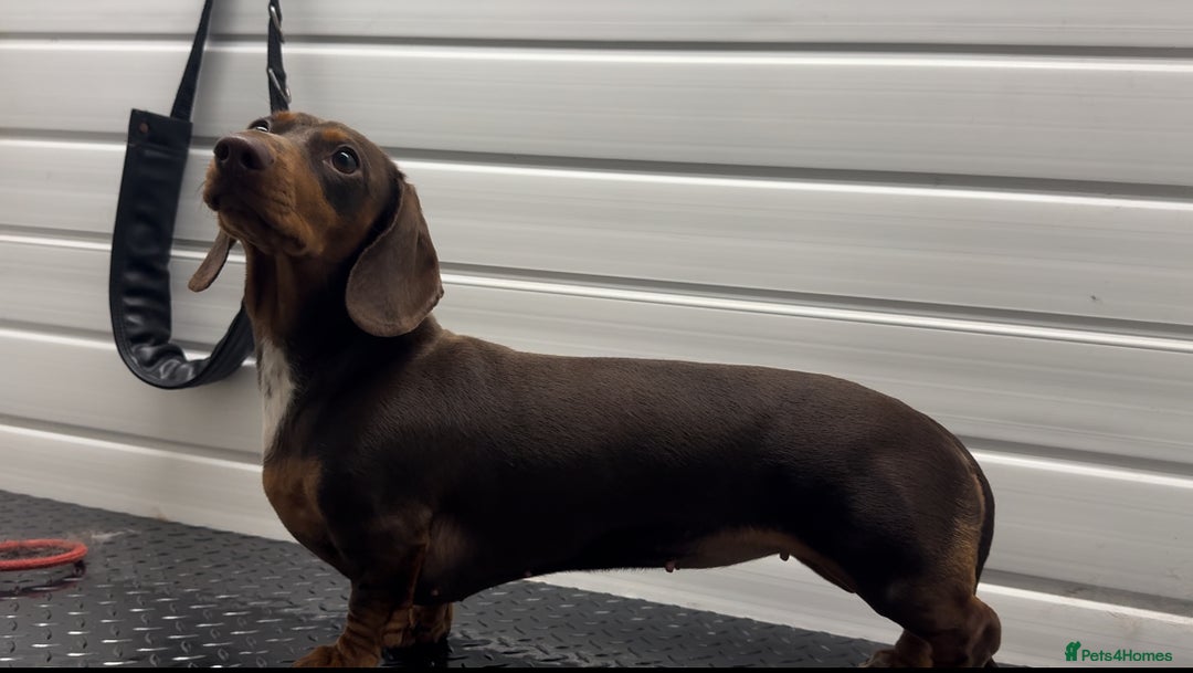 Miniature Dachshund dogs for sale: Miniature Dachshund KC reg Black and Tan male  - Image 6