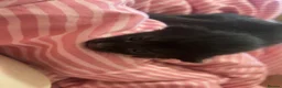 Mixed Breed cats for sale: 6 fluffy babies  - Advert 3