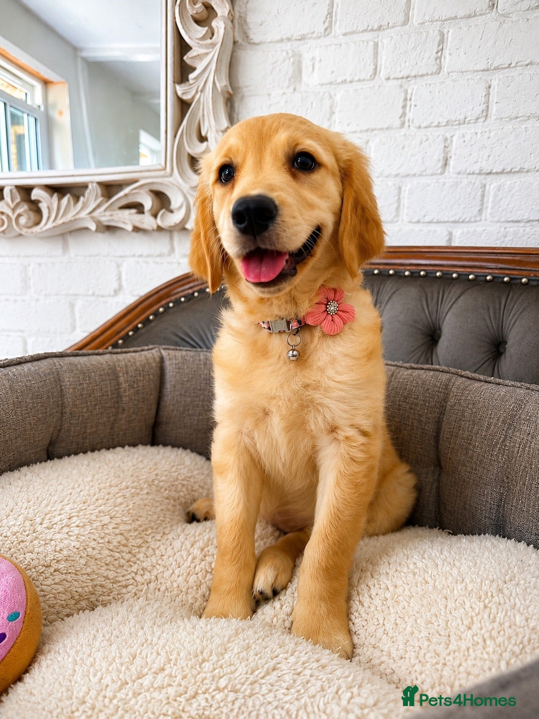Golden Retriever dogs Golden Retriever Girl 3 Months old - Advert 2