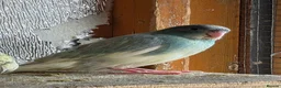 Mixed Breed birds for sale: Kakarikis, Cockatiel and bengalize finches  - Advert 11
