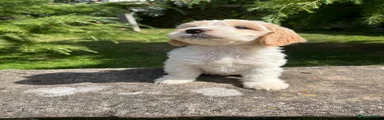 Cockapoo 3