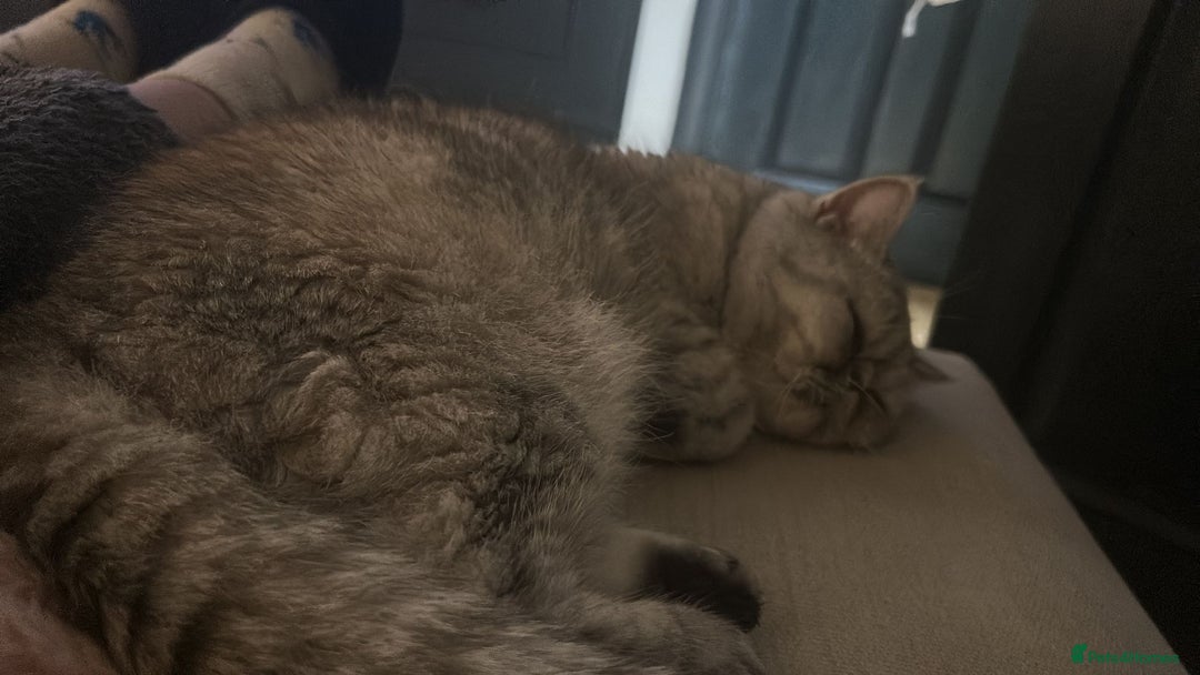 Exotic cats for sale: Exotic shorthair female cat - Advert 3