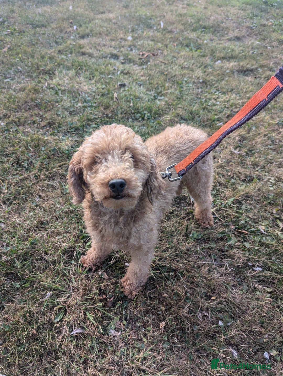 Toy Poodle dogs for sale: 3 Stuninngly cute red toy poodle puppies - Advert 30