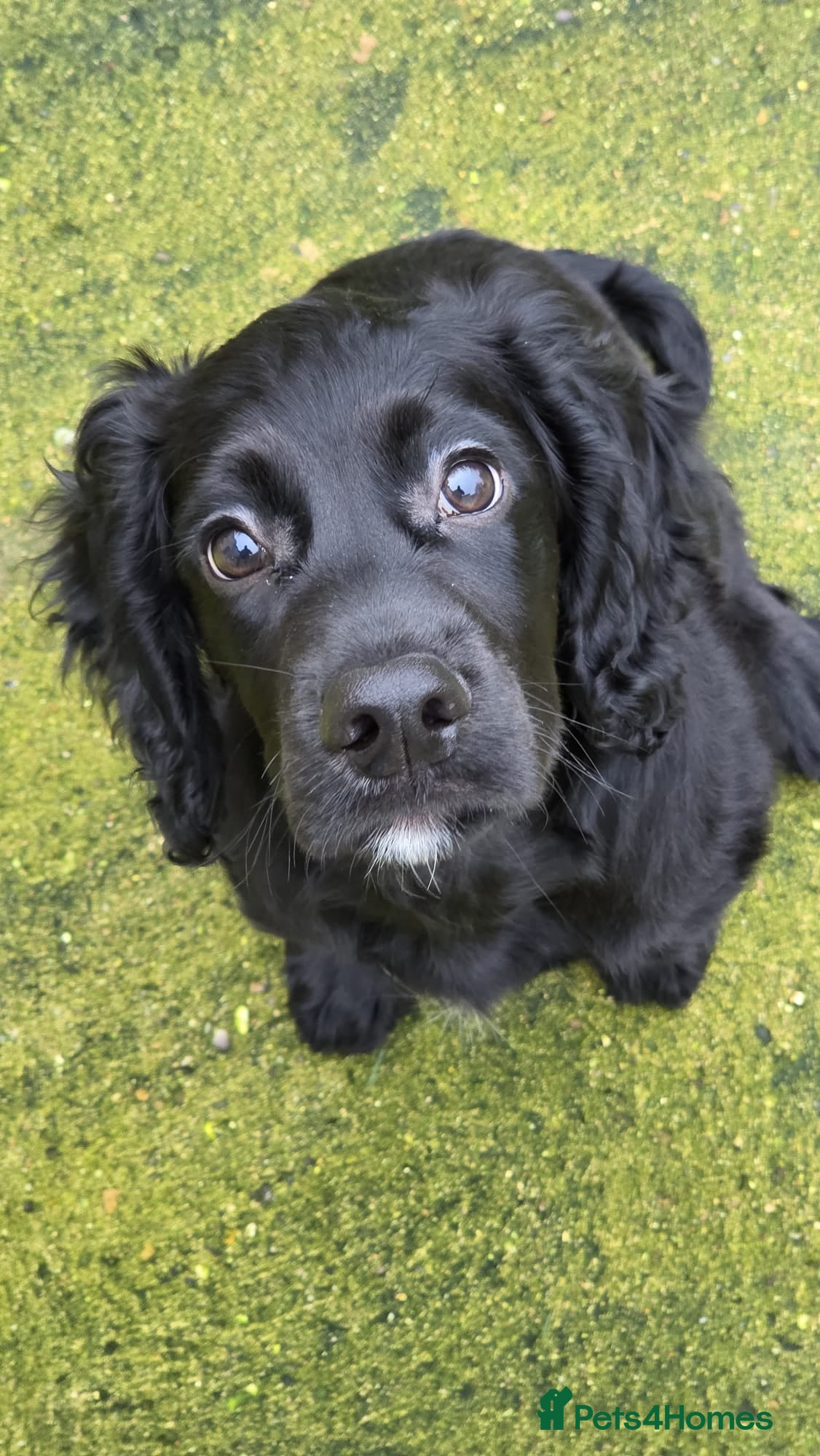 Cocker Spaniel dogs Last remaining puppy for sale - Advert 4
