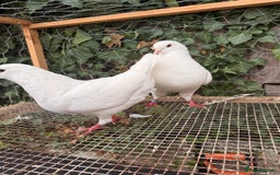 Pigeons birds for sale:  £30-£60. - Image 1