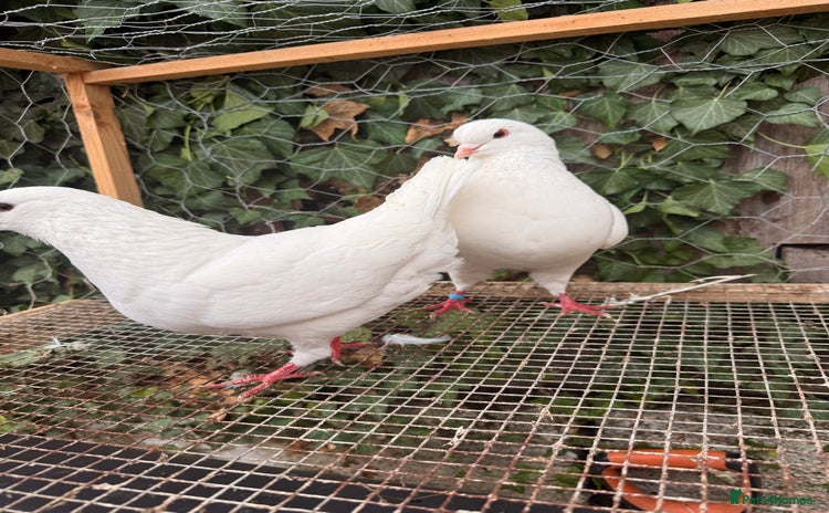 Pigeons birds - Advert 1