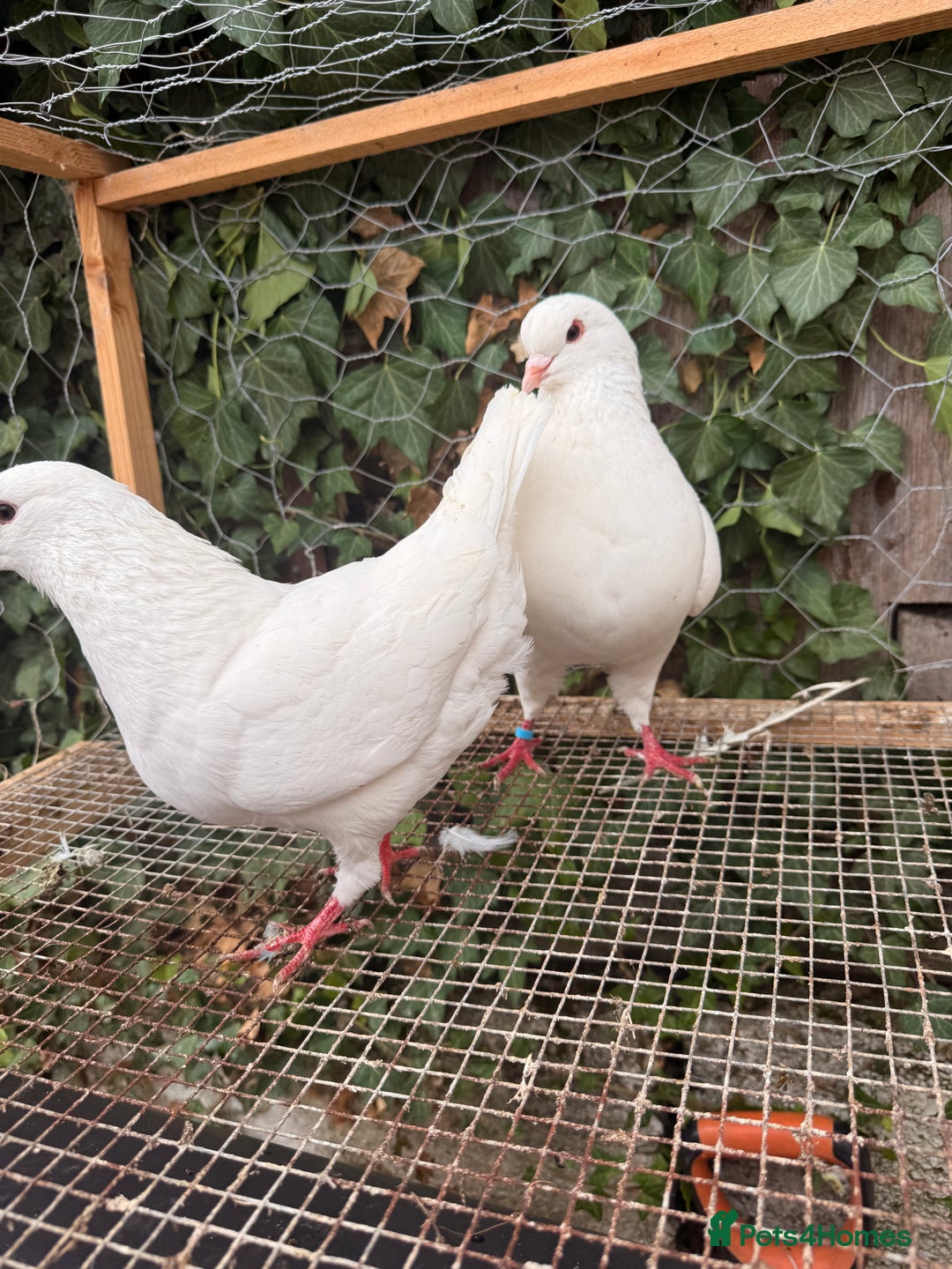 Pigeons birds for sale:  £30-£60. - Image 1