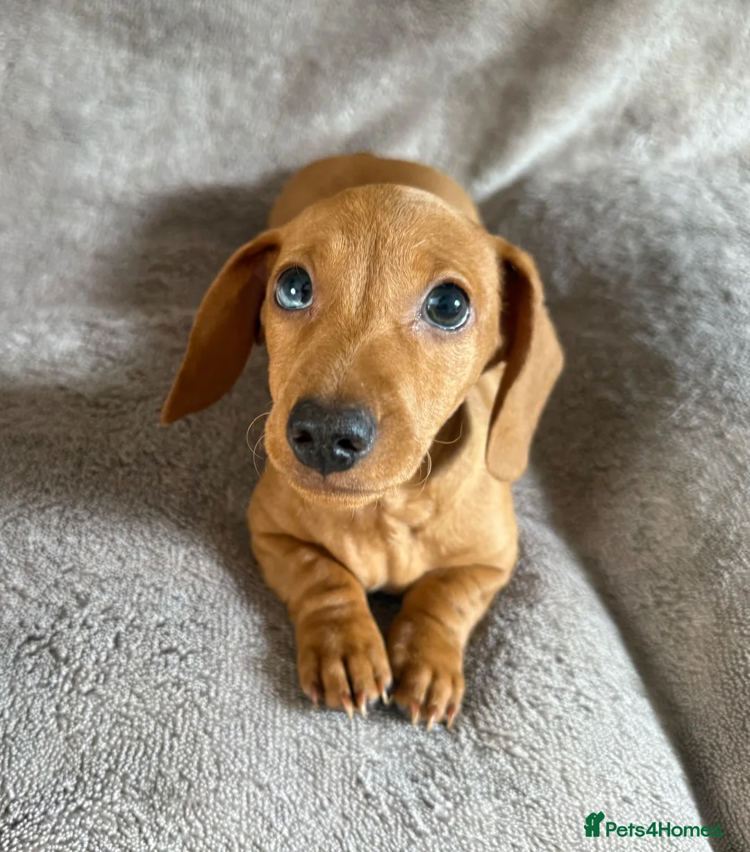 Miniature Dachshund dogs for sale: KC registered Miniature Dachshund Red Boy  - Advert 4