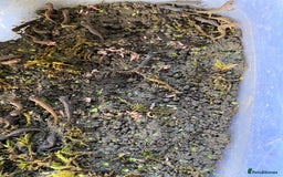 Newt reptiles for sale: 4 x Alpine Newts - efts 2025 - Image 4