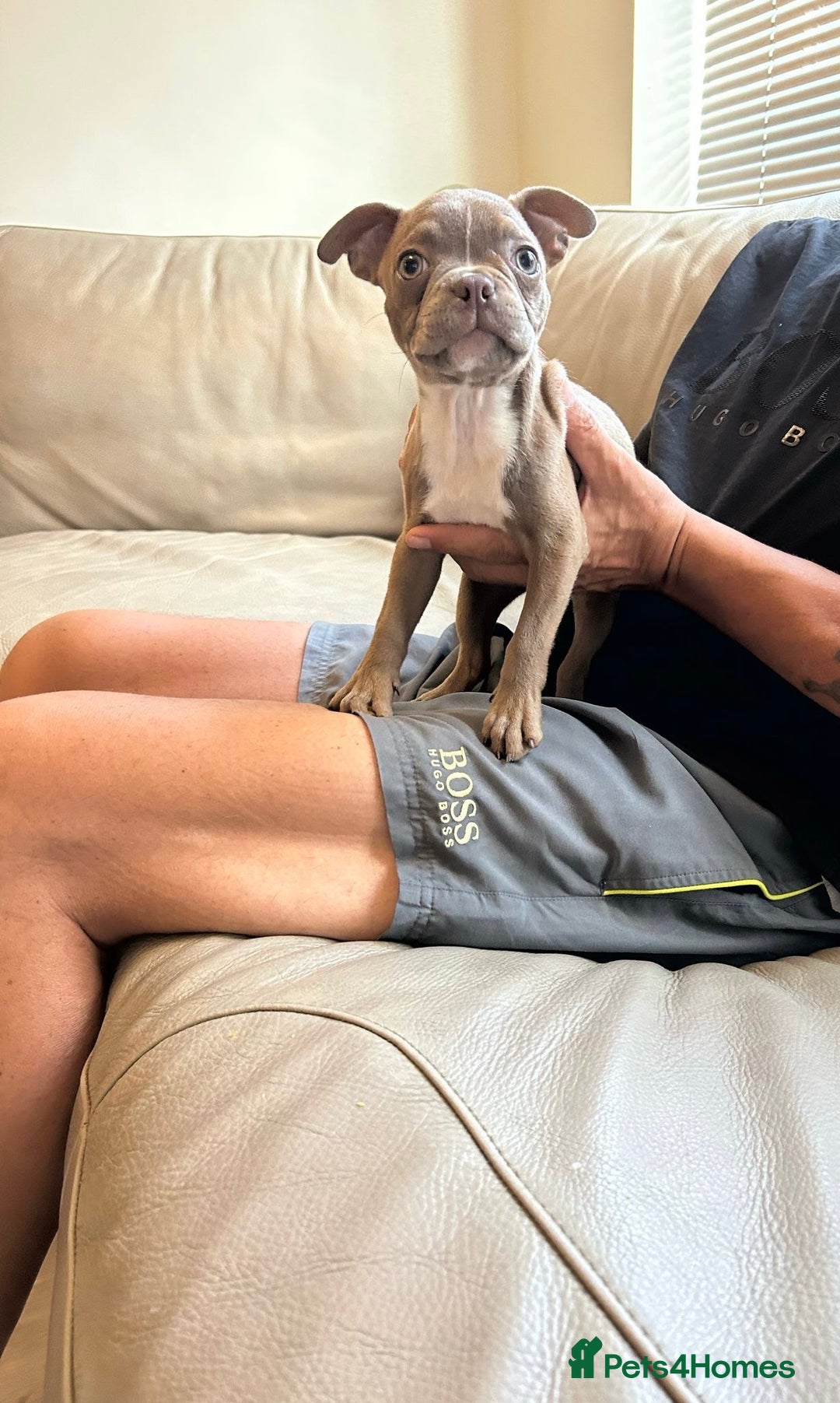 Boston Terrier dogs for sale: Beautiful KC Boston Terriers - Image 16