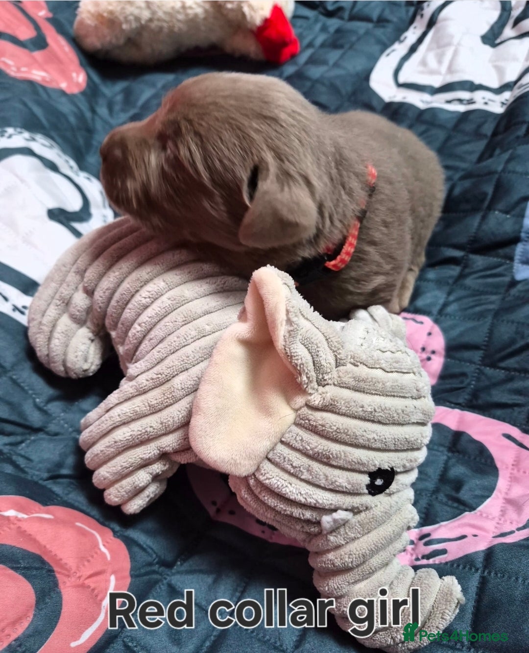 Labrador Retriever dogs for sale: 💎 Stunning Litter of 8 Silver Labradors 💎 - Advert 18