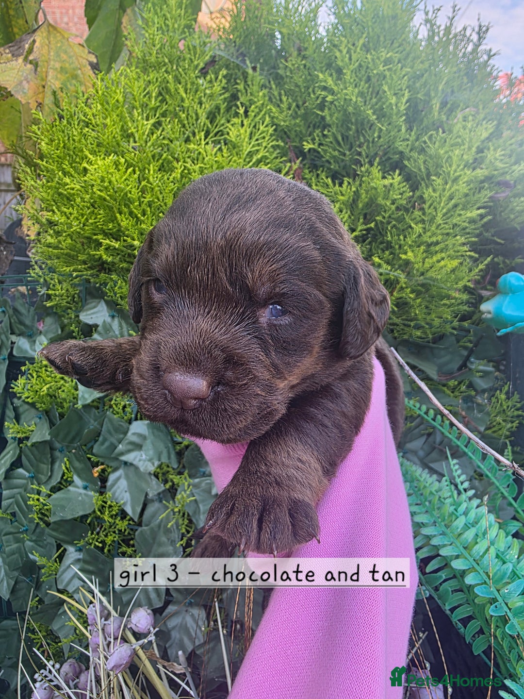 Cockerdor dogs for sale: F1 cockerdor puppies , cocker x labrador  - Image 34