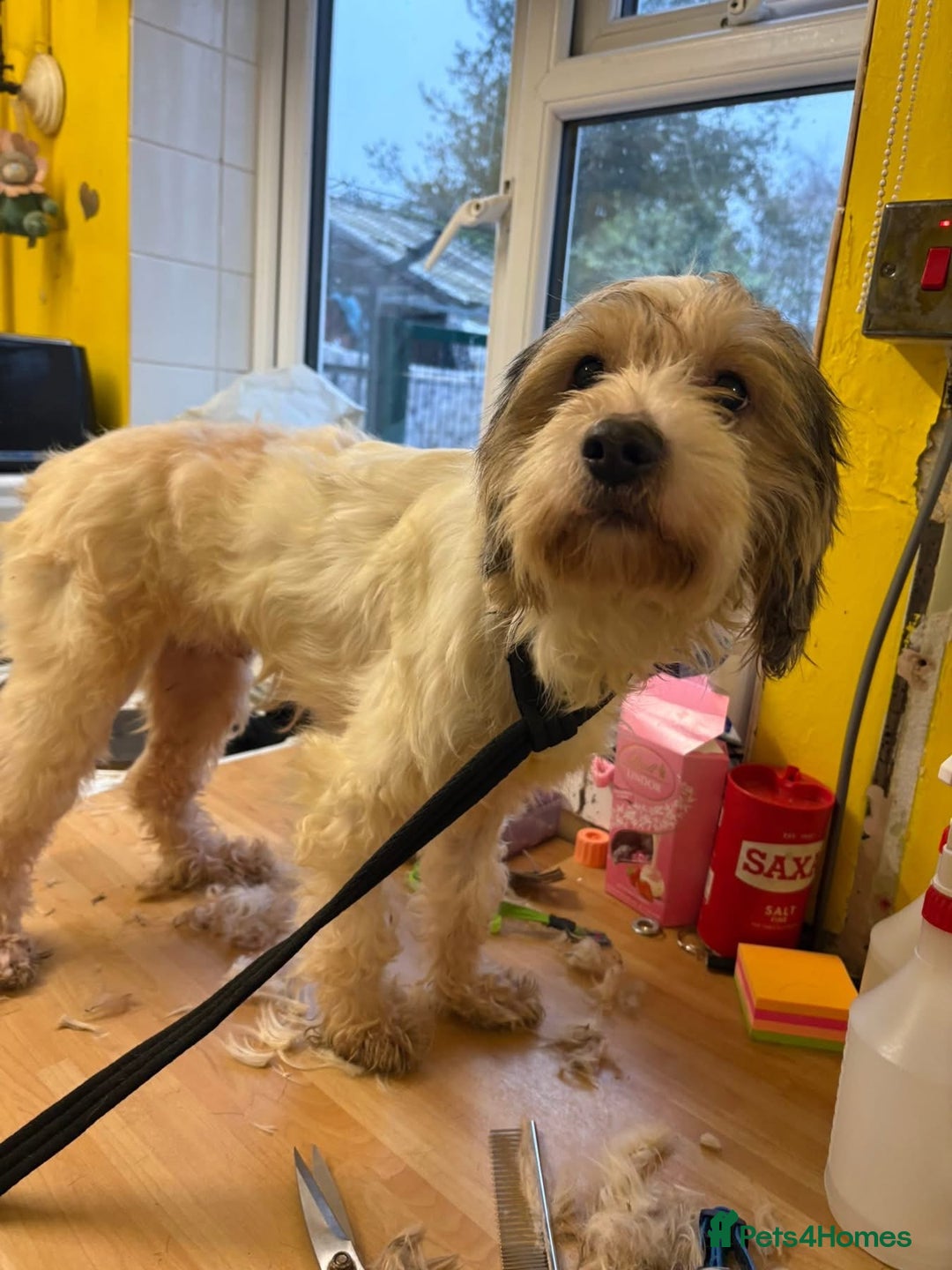 Mixed Breed dogs for adoption: Max - Hingham Norfolk  - Advert 9