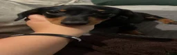 Miniature Dachshund dogs for sale: Miniature dachshund for sale in Newton Aycliffe - Advert 8